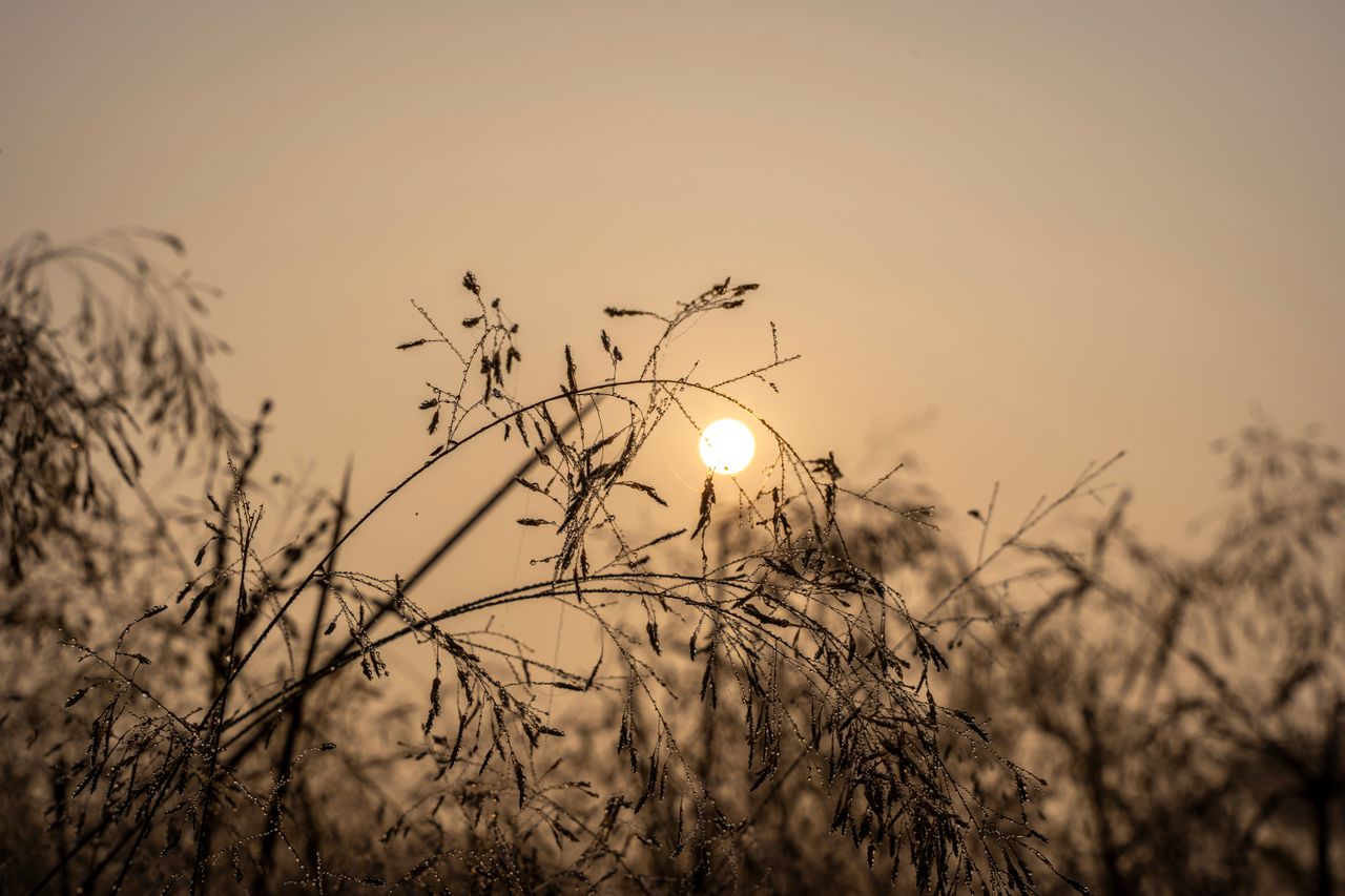 Home Gentle sunrise casting warm light over dew-laden grass, creating a tranquil natural scene.